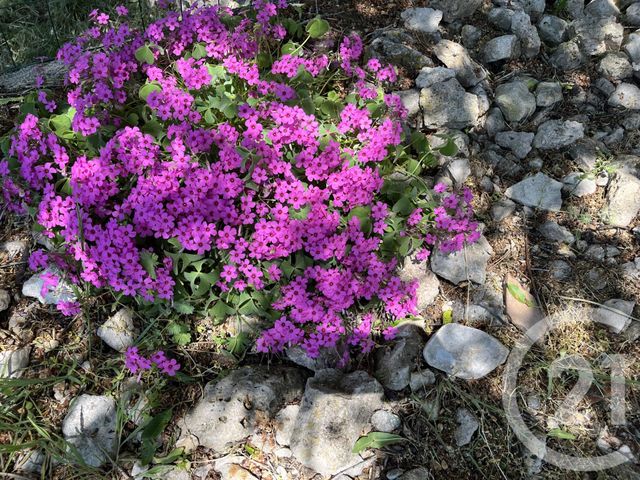 maison à vendre - 5 pièces - 132.5 m2 - REILLANNE - 04 - PROVENCE-ALPES-COTE-D-AZUR - Century 21 Provence Immobilier